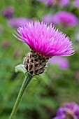 CENTAUREA HYPOLEUCA JOHN COUTTS