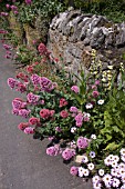 FRONT GARDEN, CRESSAGE, SHROPSHIRE