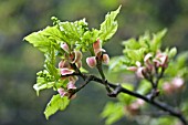 SALIX HASTATA WEHRHAHNII