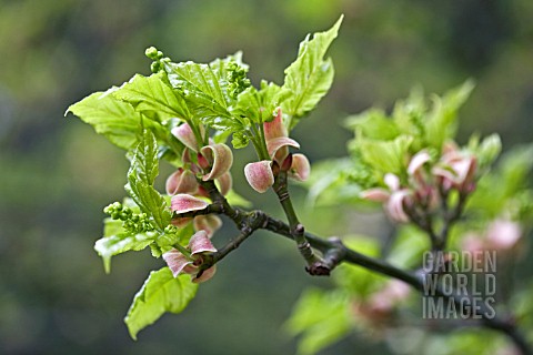 SALIX_HASTATA_WEHRHAHNII