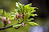 SALIX HASTATA WEHRHAHNII