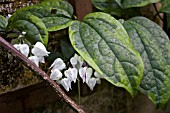 CLERODENDRUM THOMSONIAE VARIEGATUM