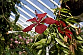 HIBISCUS COCCINEUS