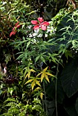 HIBISCUS COCCINEUS