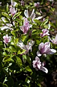 MAGNOLIA STELLATA GEORGE HENRY KERN