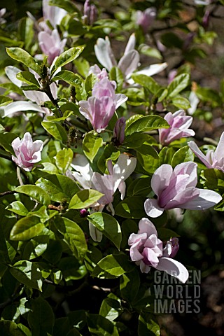 MAGNOLIA_STELLATA_GEORGE_HENRY_KERN