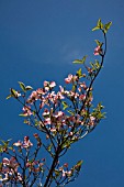 CORNUS FLORIDA RUBRA