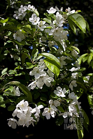 MALUS_HUPHENSIS