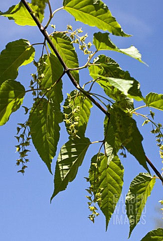 ACER_DAVIDII_ERNEST_WILSON