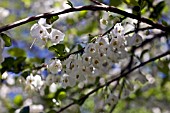 HALESIA CAROLINA