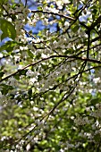 HALESIA CAROLINA