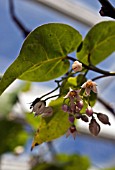 CYPHOMANDRA BETACEA, TREE TOMATOES