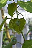 CYPHOMANDRA BETACEA, TREE TOMATOES