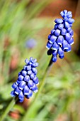 MUSCARI ARMENIACUM,  GRAPE HYACINTH