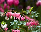 DICENTRA SPECTABILIS