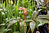 ARISAEMA NEPENTHOIDES