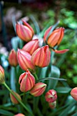 TULIPA LITTLE PRINCESS