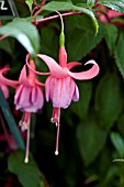 FUCHSIA TENNESSEE WALTZ