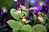 CYPRIPEDIUM HANK SMALL