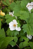 GLAUCIDIUM PALMATUM ALBUM