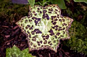 PODOPHYLLUM SPOTTY DOTTY