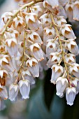 PIERIS JAPONICA