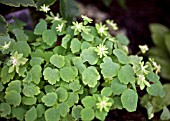 ANEMONELLA THALICTROIDES GREEN HURRICANE