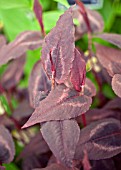 PERSICARIA MICROCEPHALA RED DRAGON