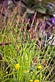 CAREX ELATA AUREA