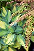 ADIANTUM ALEUTICUM JAPONICUM IN ASSOCIATION WITH HOSTA JUNE