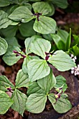 TRILLIUM ERECTUM