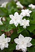 TRILLIUM SNOWBUNTING