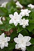 TRILLIUM SNOWBUNTING