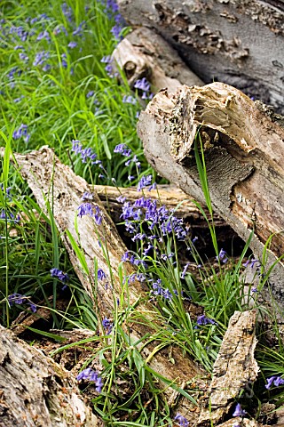 HYACINTHOIDES_NON_SCRIPTA__ENGLISH_BLUEBELLS__WITH_DEAD_TREE_TRUNK