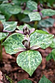 TRILLIUM CUNEATUM