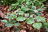 TRILLIUM CUNEATUM