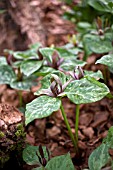 TRILLIUM CUNEATUM