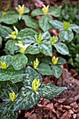 TRILLIUM LUTEUM