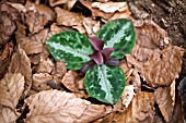 TRILLIUM RELIQUUM