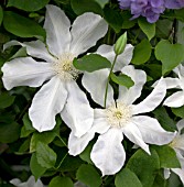 CLEMATIS ALABAST