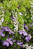 CLEMATIS BLUE LIGHT IN ASSOCIATION WITH WISTERIA SINENSIS ALBA