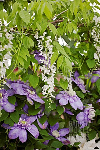 CLEMATIS_BLUE_LIGHT_IN_ASSOCIATION_WITH_WISTERIA_SINENSIS_ALBA
