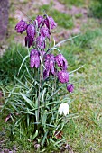 FRITILLARIA MELEAGRIS