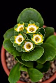 PRIMULA AURICULA SECOND VIC