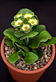 PRIMULA AURICULA SECOND VIC