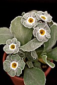 PRIMULA AURICULA HETTY WOOLF