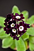 PRIMULA AURICULA PURPLE VELVET