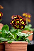 PRIMULA AURICULA JOE PERKS