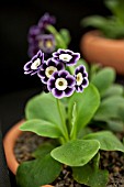 PRIMULA AURICULA BLUE YODELER