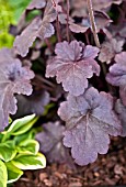 HEUCHERA OBSIDIAN